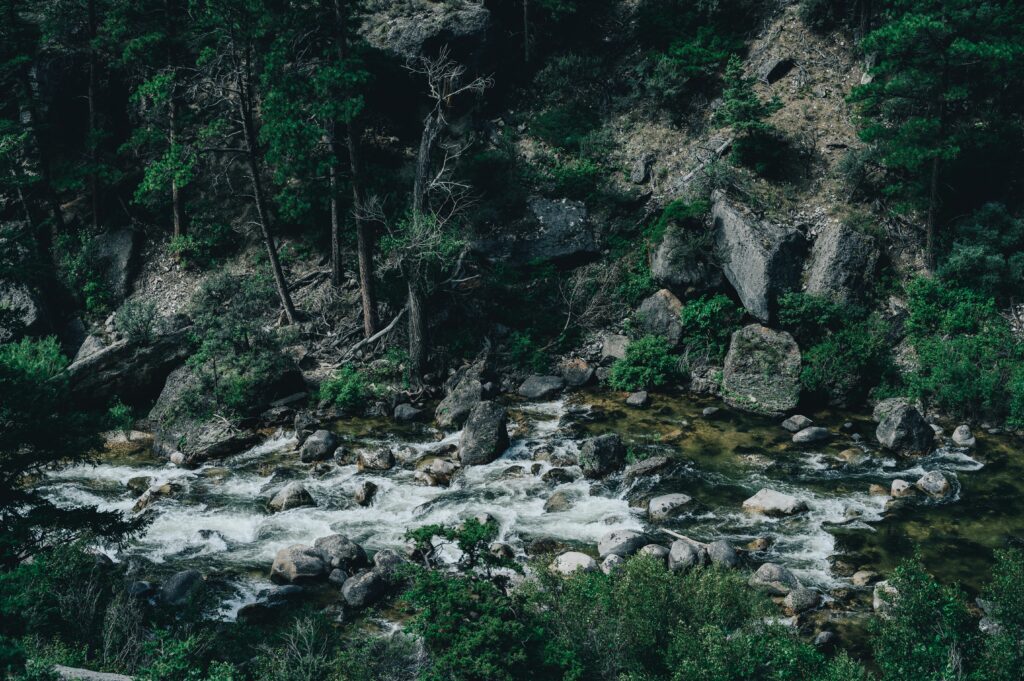 The wilderness